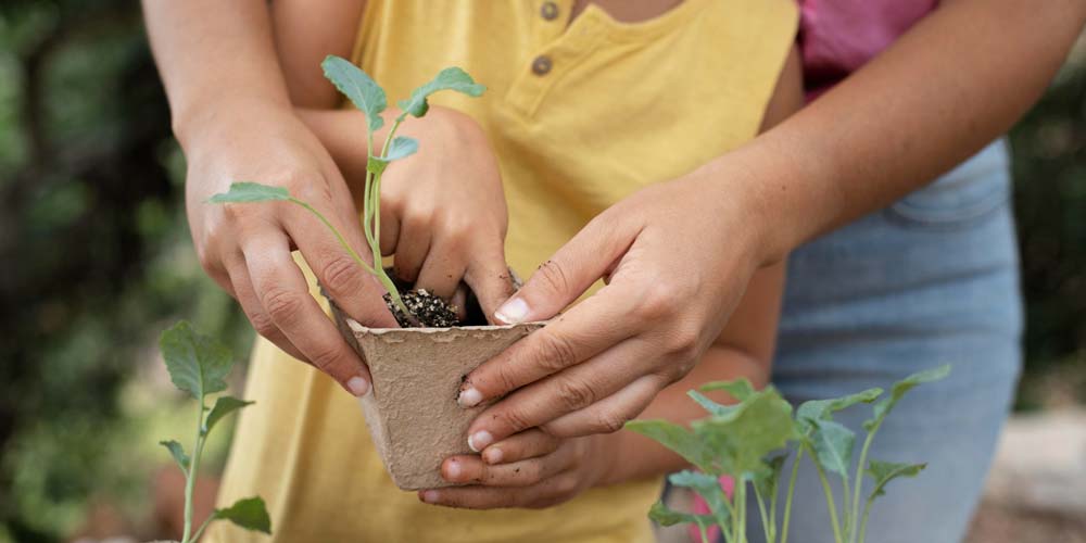 Jardinagem: uma lição de conexões