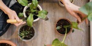 Adubação: Como fortalecer suas plantas