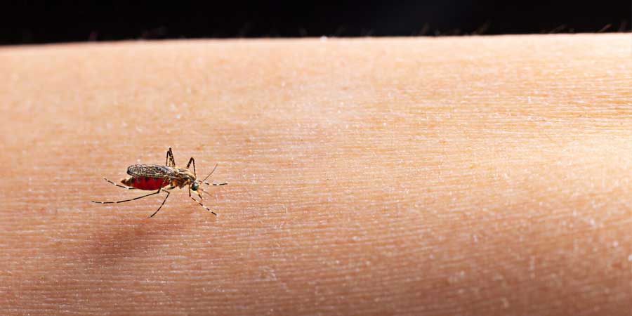 Dengue: 5 plantas que afastam o mosquito