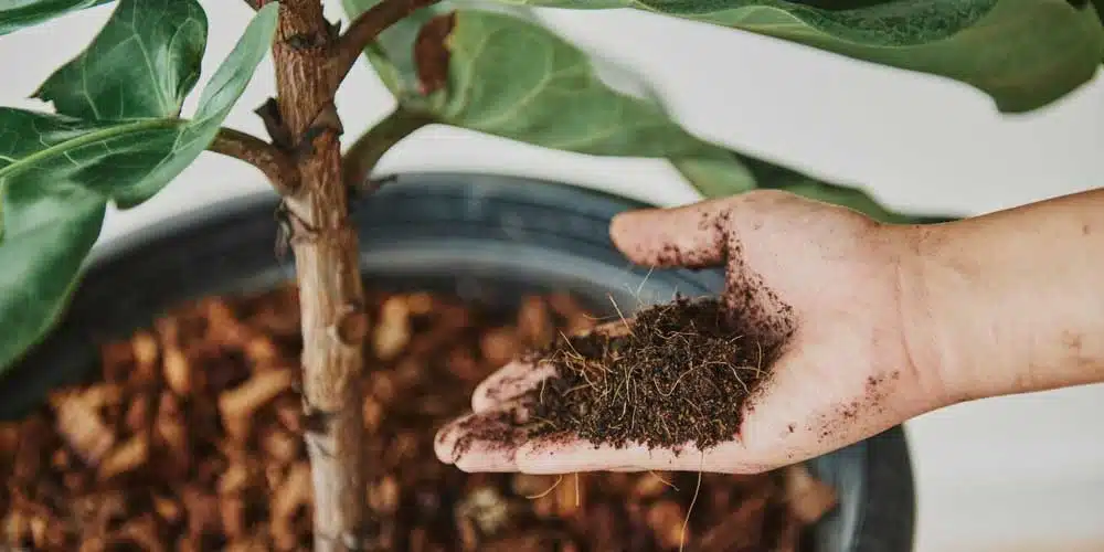 Ficus elastica x Ficus lyrata