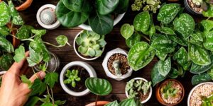 5 dicas para cuidar das plantas no Outono