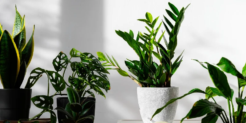 Plantas Purificadoras de Ar: Como melhorar a qualidade do ambiente interno